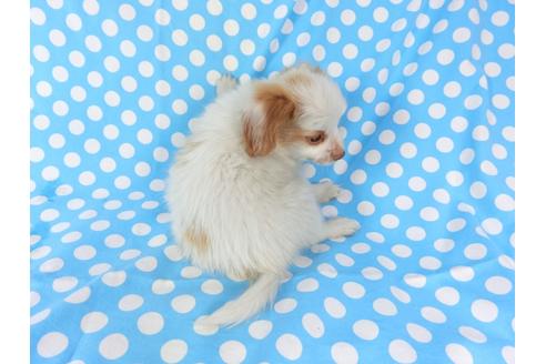 成約済の千葉県のパピヨン-70287の5枚目