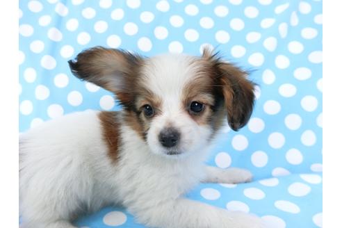 成約済の千葉県のパピヨン-71540の1枚目