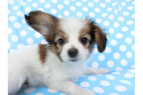 成約済の千葉県のパピヨン-71540の4枚目