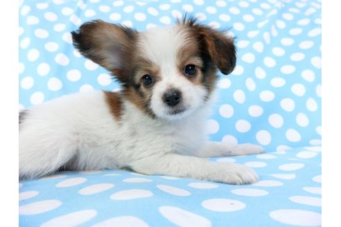 成約済の千葉県のパピヨン-71540の3枚目