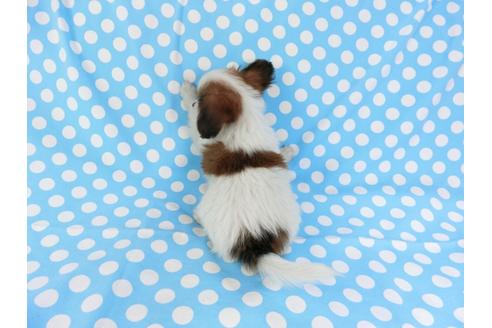 成約済の千葉県のパピヨン-71540の2枚目