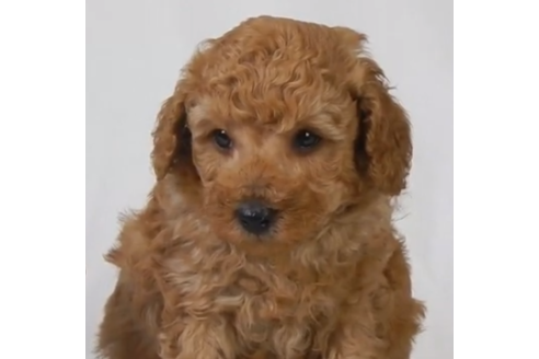 北海道のトイプードル 男の子 19 04 08生まれ アプリコット 子犬id 715 ブリーダーナビ