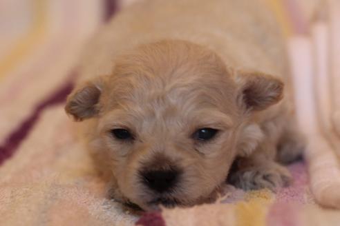 成約済の愛知県のトイプードル-70899の31枚目