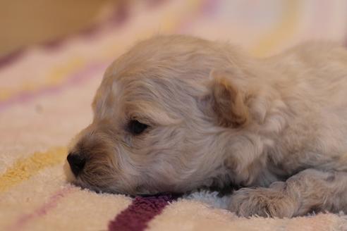 成約済の愛知県のトイプードル-70899の30枚目