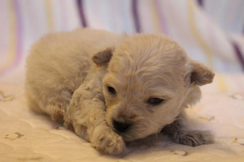 成約済の愛知県のトイプードル-70899の29枚目