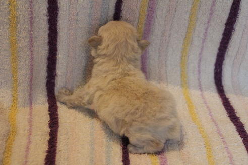 成約済の愛知県のトイプードル-70899の28枚目