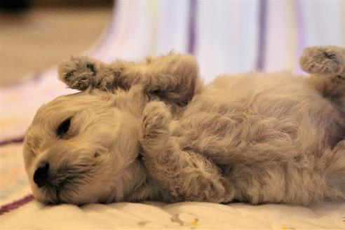 成約済の愛知県のトイプードル-70899の27枚目