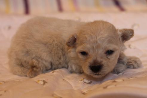 成約済の愛知県のトイプードル-70899の26枚目