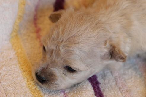 成約済の愛知県のトイプードル-70899の25枚目