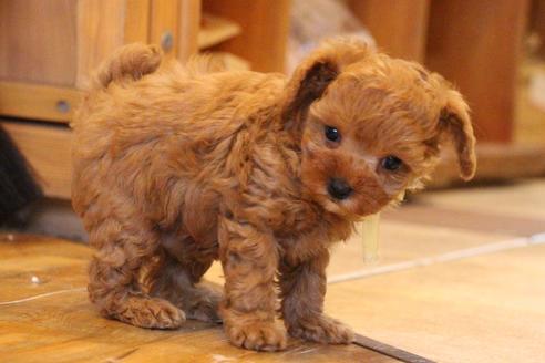 成約済の愛知県のトイプードル-69522