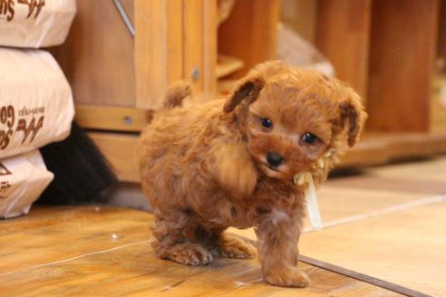 成約済の愛知県のトイプードル-69522の5枚目