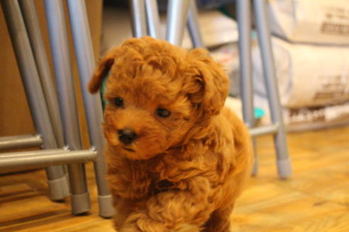 成約済の愛知県のトイプードル-69522の4枚目