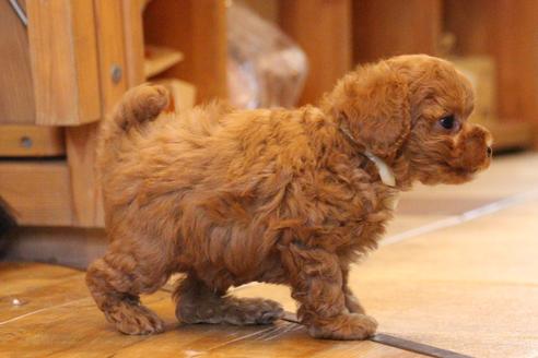 成約済の愛知県のトイプードル-69522の3枚目