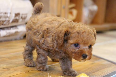 成約済の愛知県のトイプードル-69522の2枚目