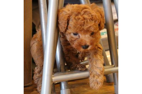 成約済の愛知県のトイプードル-69447の7枚目