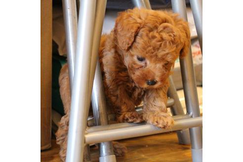 成約済の愛知県のトイプードル-69447の6枚目