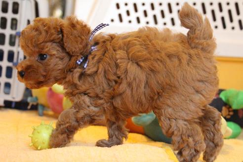 成約済の愛知県のトイプードル-69447の5枚目