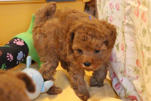 成約済の愛知県のトイプードル-69447の4枚目