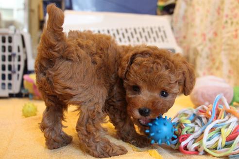 成約済の愛知県のトイプードル-69447の3枚目