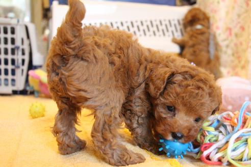 成約済の愛知県のトイプードル-69447の2枚目