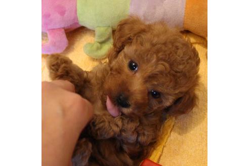 成約済の愛知県のトイプードル-69521の7枚目
