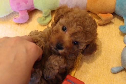 成約済の愛知県のトイプードル-69521