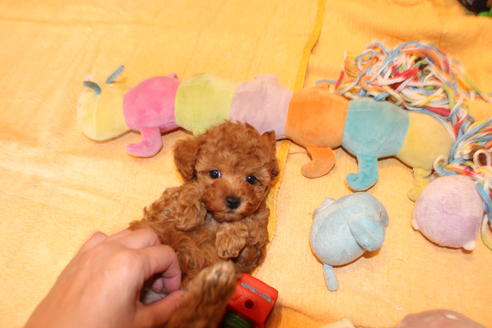 成約済の愛知県のトイプードル-69521の6枚目