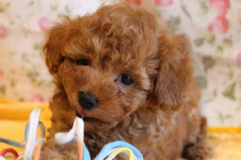 成約済の愛知県のトイプードル-69521の5枚目