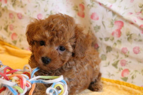 成約済の愛知県のトイプードル-69521の4枚目