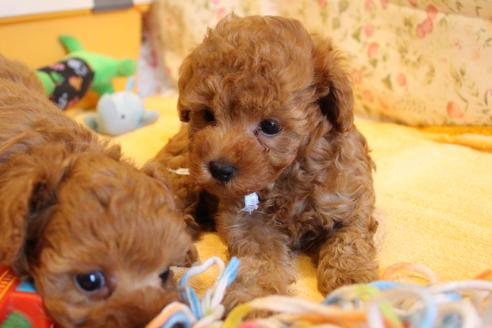 成約済の愛知県のトイプードル-69521の3枚目