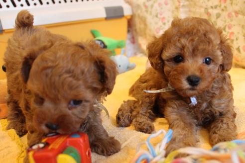 成約済の愛知県のトイプードル-69521の2枚目