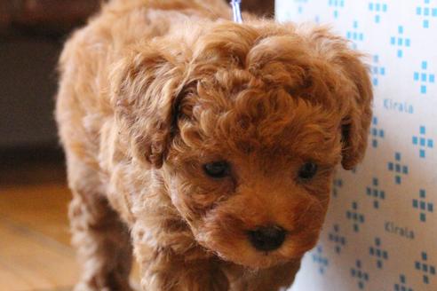 成約済の愛知県のトイプードル-69447の1枚目