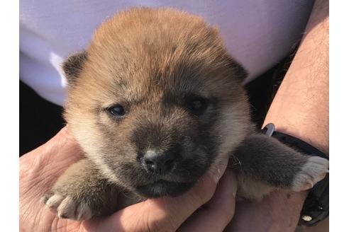 成約済の長崎県の柴犬-71619の1枚目