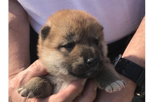 成約済の長崎県の柴犬-71619の5枚目