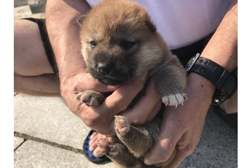成約済の長崎県の柴犬-71619の4枚目