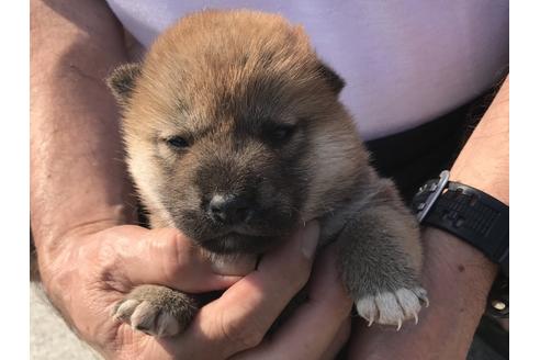 成約済の長崎県の柴犬-71619の3枚目