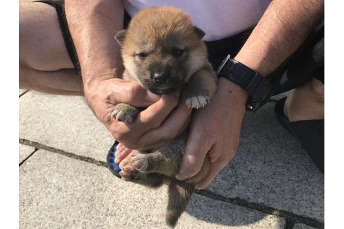 成約済の長崎県の柴犬-71619の2枚目