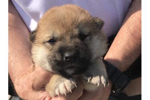 成約済の長崎県の柴犬-71620の1枚目