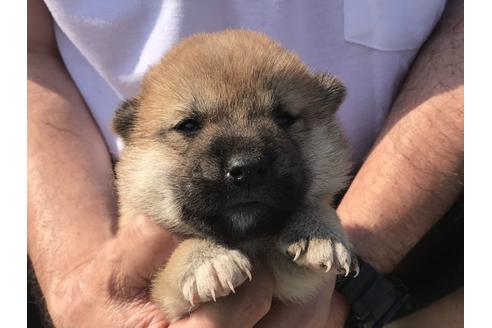 成約済の長崎県の柴犬-71620の5枚目