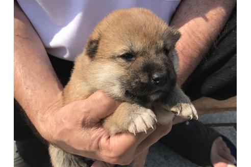 成約済の長崎県の柴犬-71620の4枚目