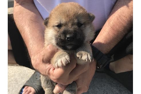 成約済の長崎県の柴犬-71620の3枚目