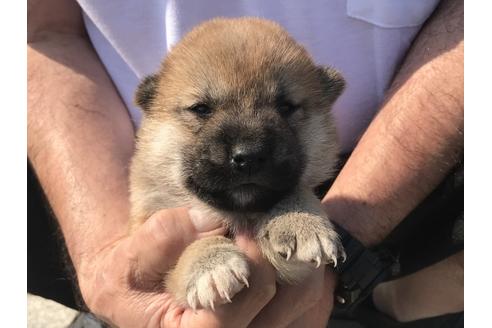 成約済の長崎県の柴犬-71620の2枚目