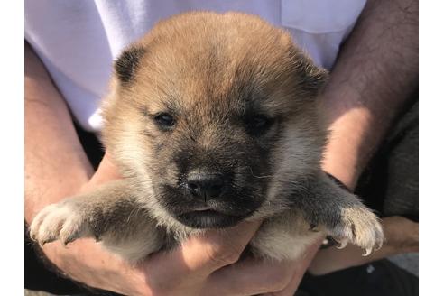 成約済の長崎県の柴犬-71621の1枚目