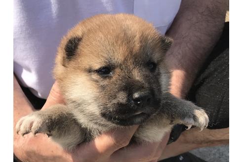 成約済の長崎県の柴犬-71621の5枚目
