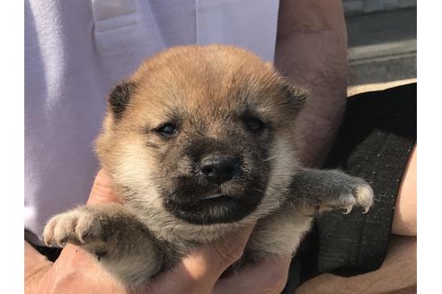 成約済の長崎県の柴犬-71621の4枚目