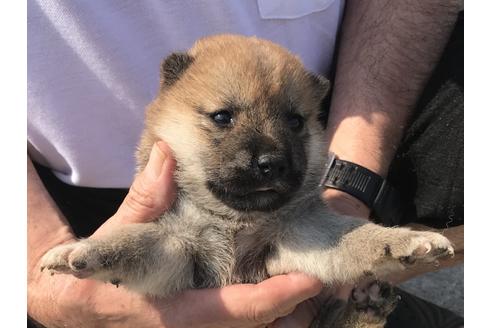 成約済の長崎県の柴犬-71621の3枚目