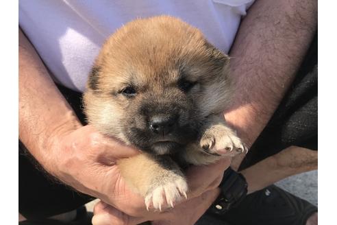 成約済の長崎県の柴犬-71622の1枚目