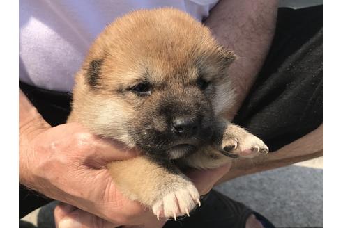 成約済の長崎県の柴犬-71622の5枚目