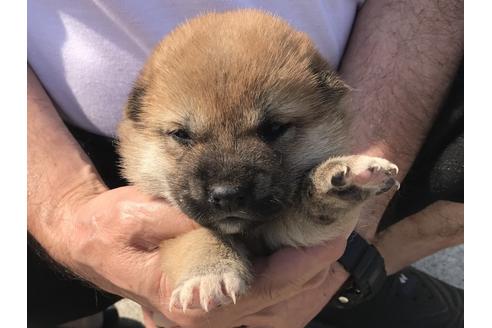 成約済の長崎県の柴犬-71622の3枚目