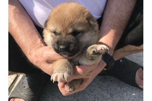 成約済の長崎県の柴犬-71622の2枚目